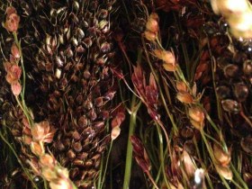 Black Amber cukorcirok - Cukorcirok különlegességek az Egzotikus Növények Stúdiója kínálatából